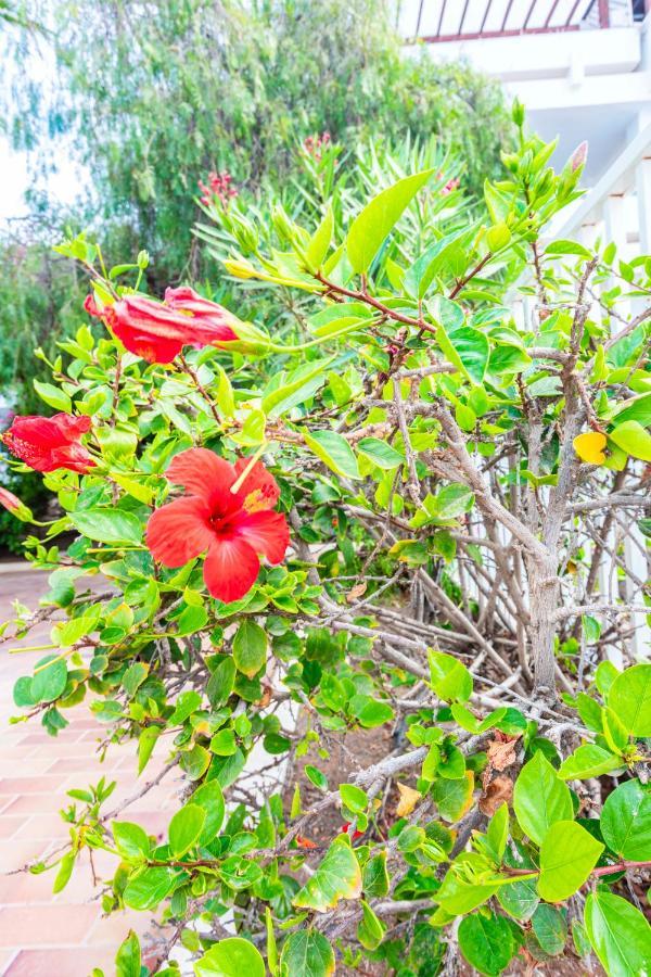 Vivienda Vacacional Rose Costa Teguise Luaran gambar